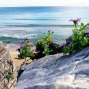 동해바다 이미지