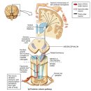 motor unit와 근육의 수축, 그리고 motor unit plasticity, 신경발화빈도수, 신경동조의 개념 등- 대박 정리 완성 ㅎㅎㅎ 이미지