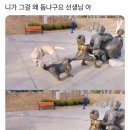 댕댕이# 이미지