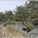 소나무와 계곡 캠핑장