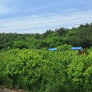 보성농장 이미지