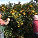 김평진농장 이미지