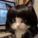 고양이 - 태백시 황지로 137 | 고양이