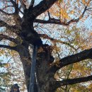 영풍 태장리 느티나무 이미지