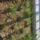 핑크뮬리속 무단침입민들레