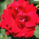 곡성-021 이미지