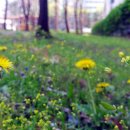 김두수「민들레」 이미지