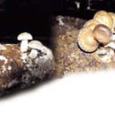 토리농장 이미지