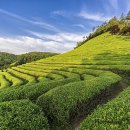 (주)보성다원