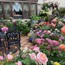 장미인테리어 이미지