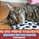 부림장여관 | 고양이를찾습니다,코숏,수컷,서울특별시 광진구 긴고랑로 7길 부림장여관 부근(중곡동)