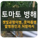 동부그린농자재 | [7월작물 - 토마토] 잿빛곰팡이병, 풋마름병과 접목재배 및 농약 살균제를 소개해드립니다.