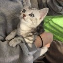 다온펫# 이미지