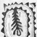 정경부인 이미지