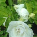 그랜드웨딩 이미지