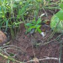 사남매농장2 이미지