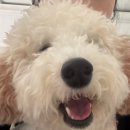 멍그니엘 애견호텔 서울강동점 이미지