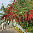 효돈동-5 이미지