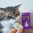 벨라펫 | 마이펫닥터 💜 유리나벨라 고양이 요로결석 고양이 신장영양제 추천
