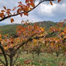 밤재농장 이미지