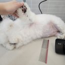 멍보드레 이미지