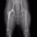 에스동물병원 이미지