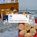 378village | [강릉] 나홀로 강릉 20시간 여행 (강문해변, 꾸옥, 삶은감자, 이발소편집샵 등)