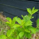 제주곶자왈별장 이미지