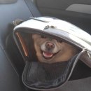 마이리틀프랜드 영일대점(셀프워시) | 대전 강아지 셀프목욕 '마이 리틀 프렌드' // 애슐리크레이그 수건 리뷰