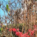 채송화어린이공원 이미지