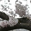 양지-3516 이미지