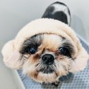 다올 그루밍 이미지