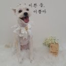 땡자네 묭실 이미지