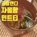 에이치피커(HPICKER) | 내돈내산; 코랄캔디 민트티 🍵 건강해지는 맛