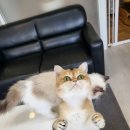 달콤하니냥 이미지