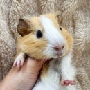 로던트클럽 강서마곡점 이미지