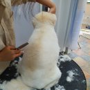 예쁘다 펫살롱 이미지