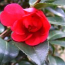 해당화마을 이미지