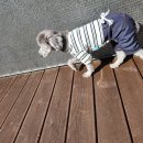 라인하트 애견호텔 유치원 | 김포애견유치원 라인하트 애견호텔애견유치원 보냈더니 완전히 달라졌어요