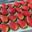 딸기치과의원 이미지