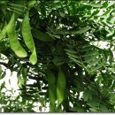 옛날토종닭 이미지