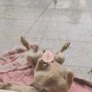 시아동물병원 이미지