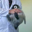 펭귄PC방 이미지