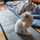 콜렌육십도 이미지