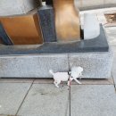 스타덤 펫살롱 이미지