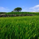 '김수영 시인 아내 김현경 여사 별세 이미지