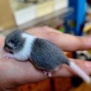 미니펫스토리 이미지