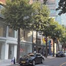 가로수길 이미지