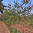 천국나무농원 이미지