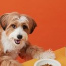 오늘뭐멍냥 이미지